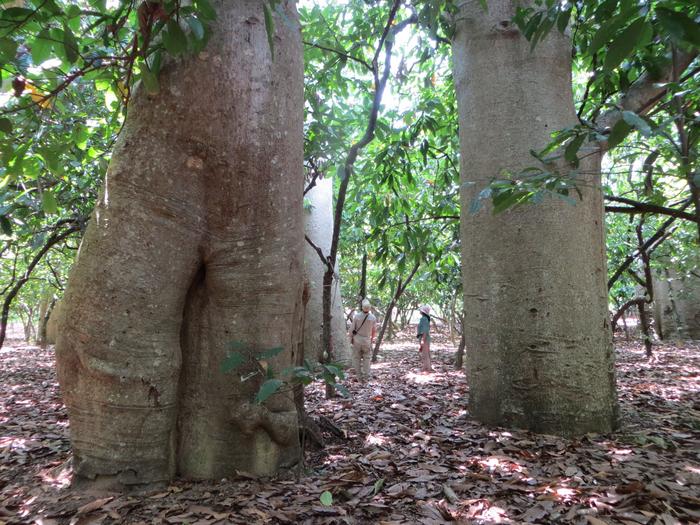 Grove of baobab trees