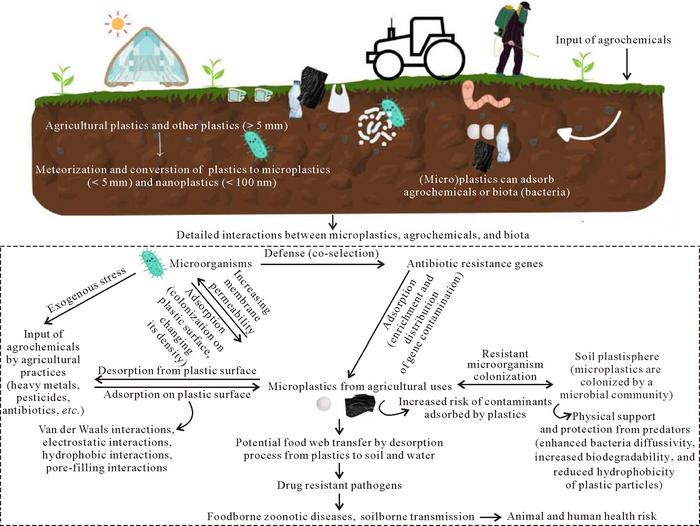 Relationships between microplastic pollution, agrochemicals, antibiotic resistance genes, and potential pathogen-microplastic interactions in agricultural soils.