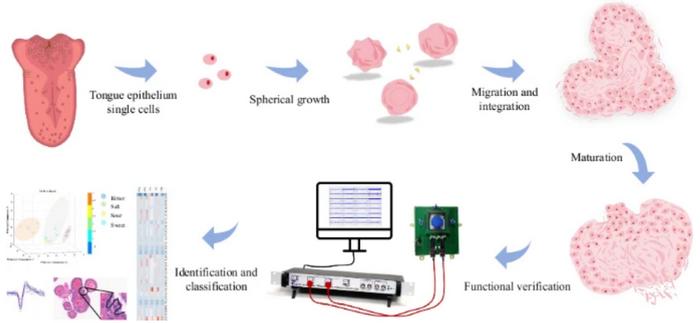 From Cells to Sensing: Building Taste Buds on a Chip.
