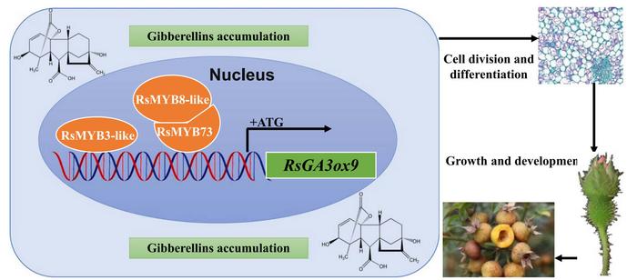 Molecular module of RsGA3ox9 regulating parthenocarpy in seedless chestnut rose.