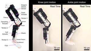 Robotic leg demo