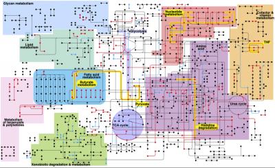 Metabolic Network