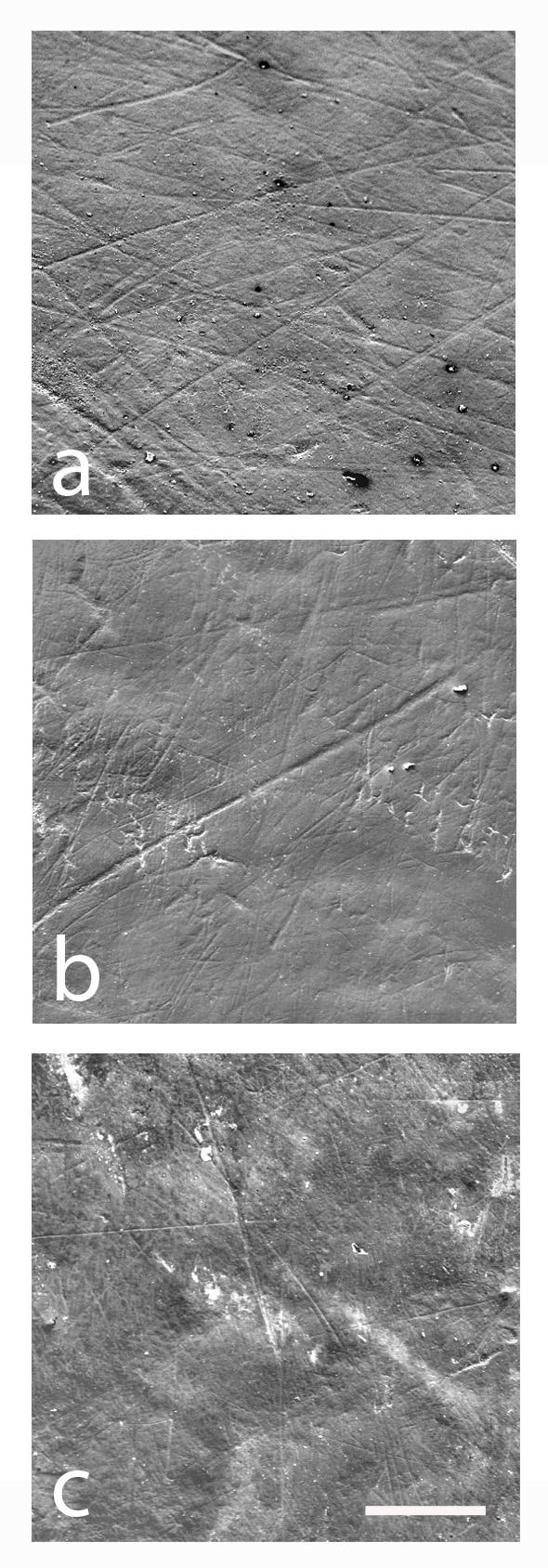 Tooth Wear Patterns Suggest Paranthropus Early Hominins Had Softer Diets Than Expected