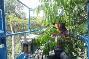 Measuring canopy photosynthesis in the Amazon