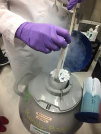 Liquid Nitrogen Storage Of Stem Cell Lines