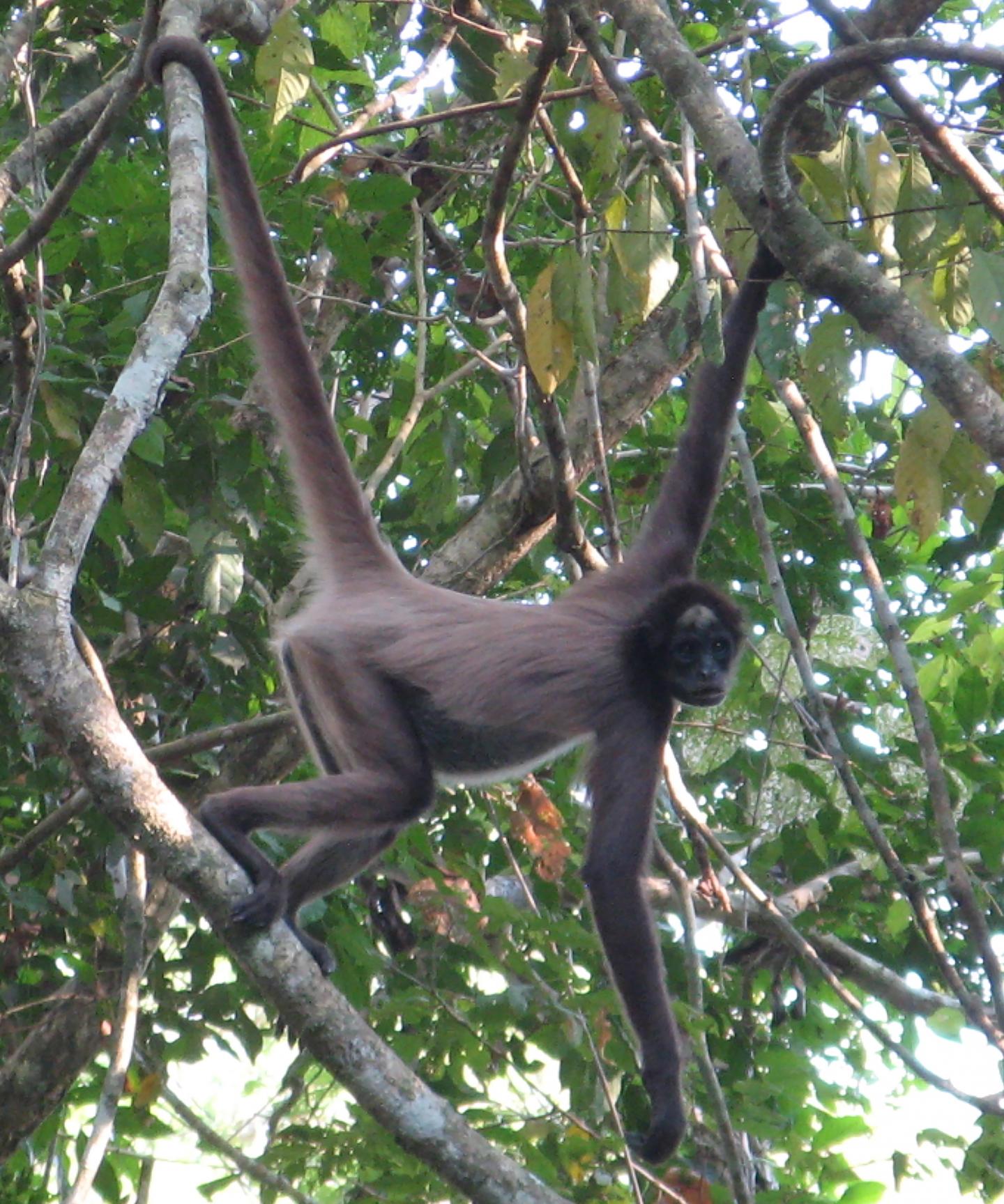 Human-driven Extinction of World's Primates Imminent but Preventable, Say Primatologists (5 of 19)