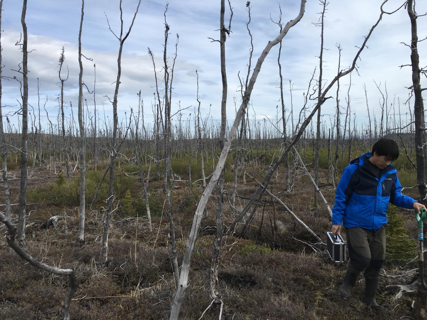 NASA Studies How Arctic Wildfires Change the World