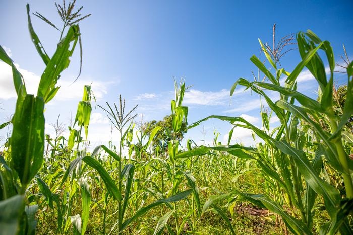 A maize farm