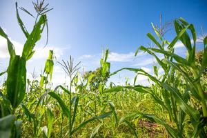 A maize farm