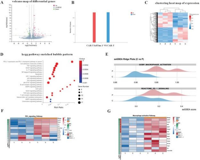 TIM-3 silencing induced unique gene expression in human HER2-specific chimeric antigen receptor-T (CAR-T) cells.