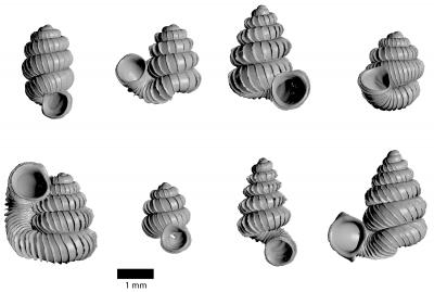 <i>Plectostoma</i> from Malaysia