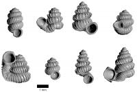 <i>Plectostoma</i> from Malaysia