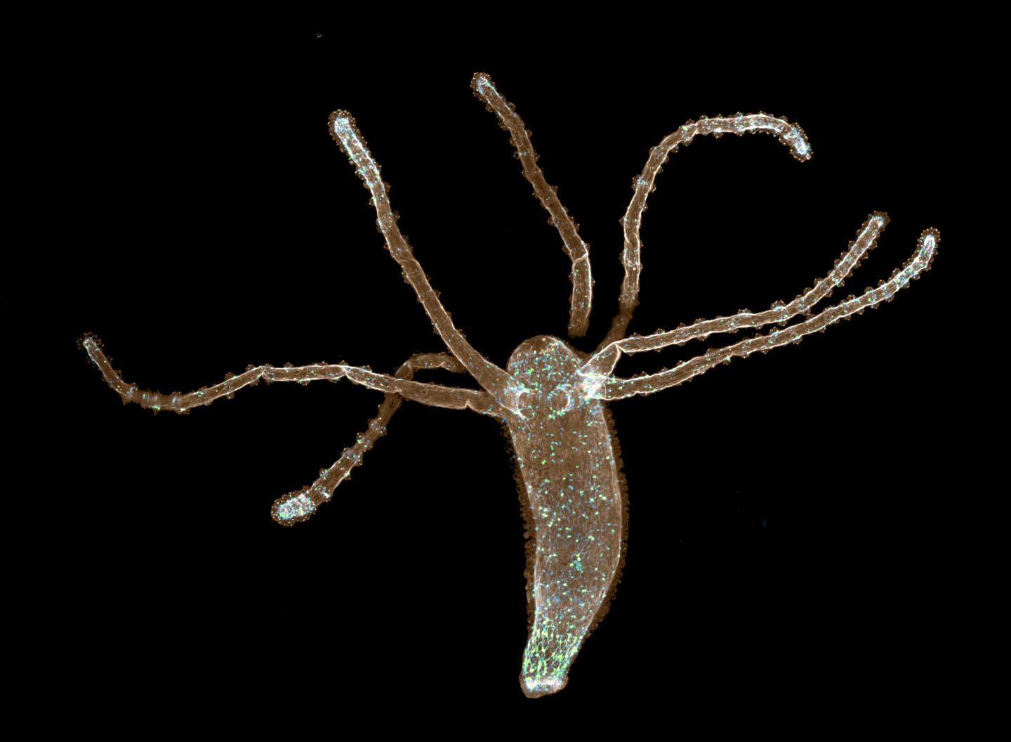 Hydra Muscle and Neurons Map
