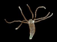 Hydra Muscle and Neurons Map
