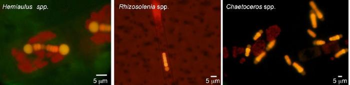 Microscopy