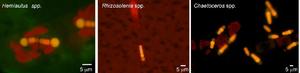 Microscopy
