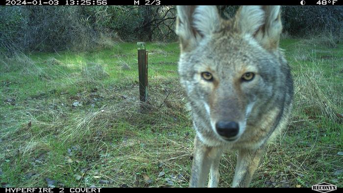 Coyote looks at trail camera