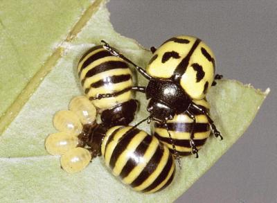 <i>P. microspina</i>
