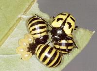 <i>P. microspina</i>