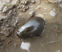 Diving Beetle in Its Natural Habitat