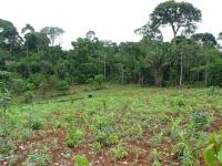 Corn Plantation