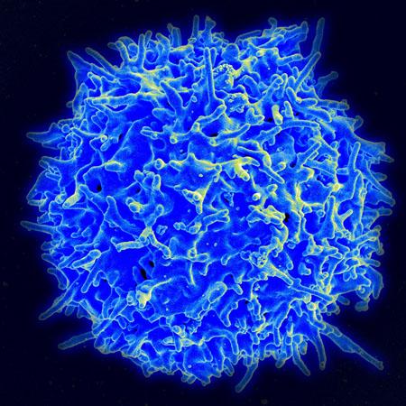 T Lymphocyte SEM