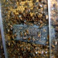 Nurse Honey Bees