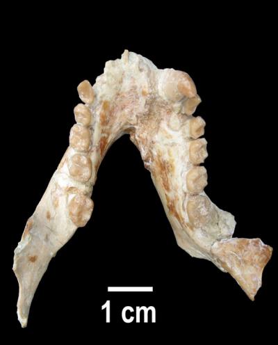 Jaw of a Male Pliopithecus canmatensis