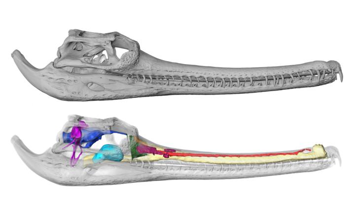 The internal anatomy of Gavialis gangeticus