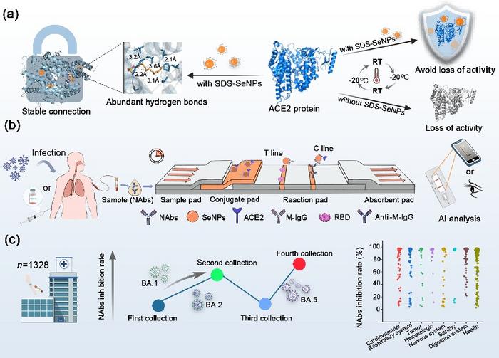 The Protective Effect of SDS-SeNPs on Protein and the Dynamic Change of Neutralizing Antibody of COVID-19