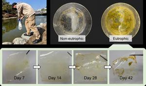 KAIST Finds Algal Blooms Make Plastic More Prone to Breaking Apart, Revealing a Mechanism of Microplastic Formation