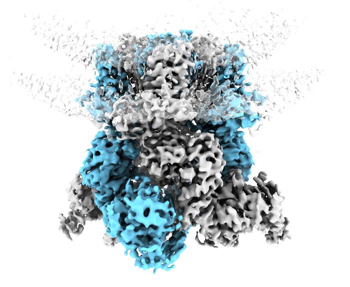 3D reconstruction of TRPM8 embedded in a cell membrane