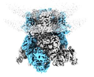 3D reconstruction of TRPM8 embedded in a cell membrane