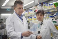 Alan Cowman and Dr. Neta Regev-Rudzki, Walter and Eliza Hall Institute