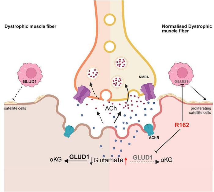 Novel Approach to Enhance Neuromuscular Function in Patients with Duchenne Muscular Dystrophy