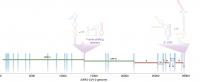 Schematic representation of SARS-CoV-2 RNA genome showing alternative conformations