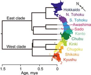 Phylogenetic relationships and geographic distribution