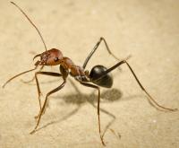 Forager Ant