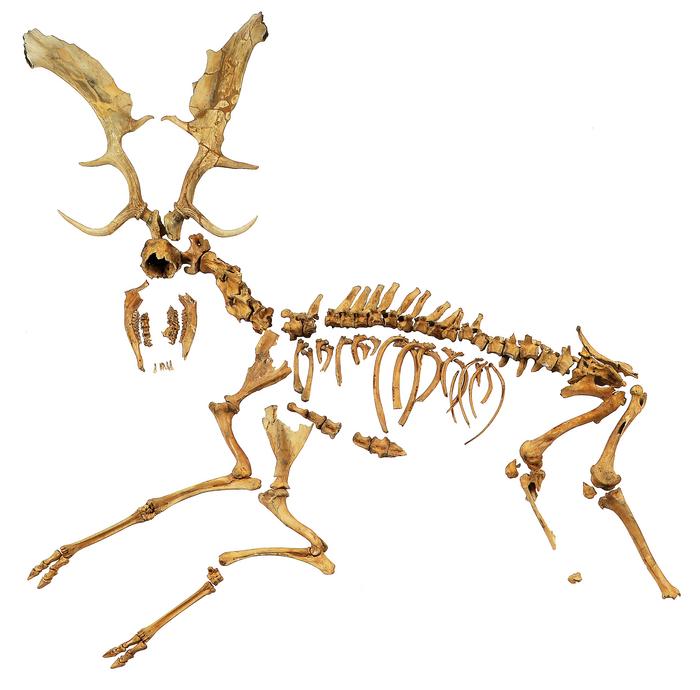 fallow deer