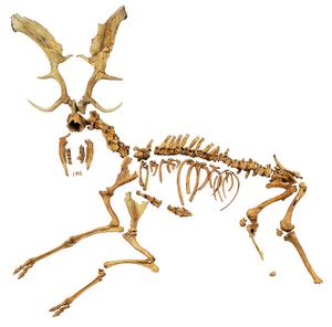 fallow deer