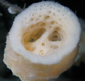 頭は一つ、体の後ろは木の枝。博物館の標本から奇妙な海のワーム10新種