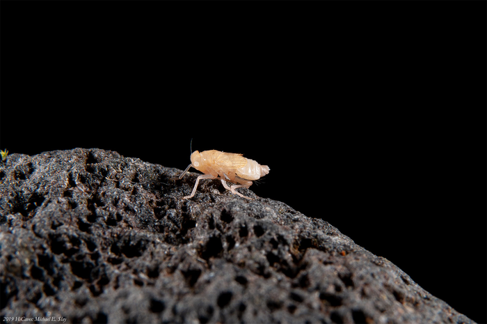 Planthopper species