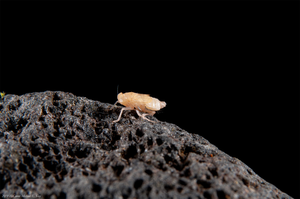 Planthopper species