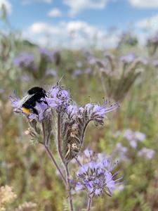 Red-tailed bumblebee