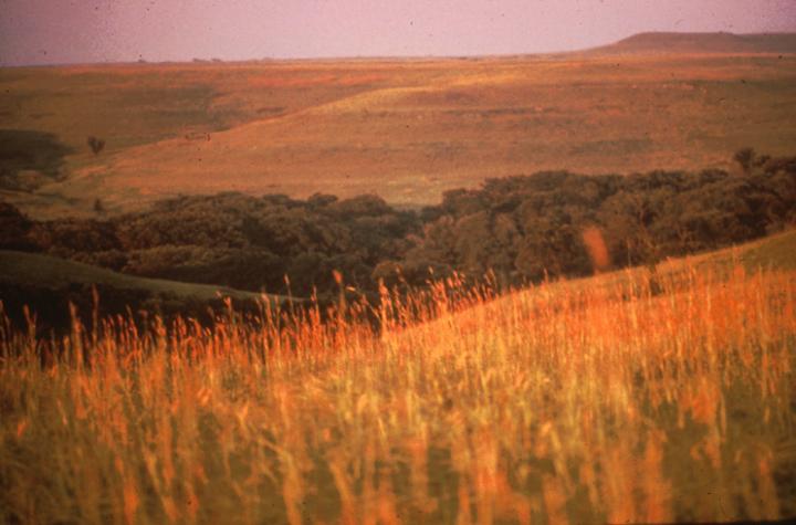 Climate Change Predicted to Reduce Size, Stature of Dominant Midwest Plant, Study Finds -- Photo 1