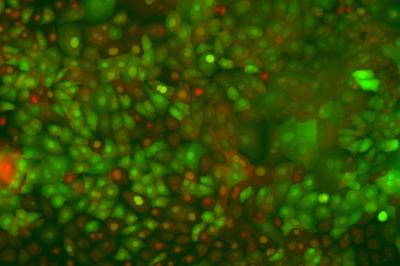 Genetically Altered Skin Cells