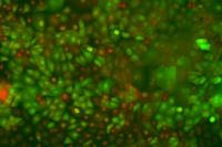 Genetically Altered Skin Cells