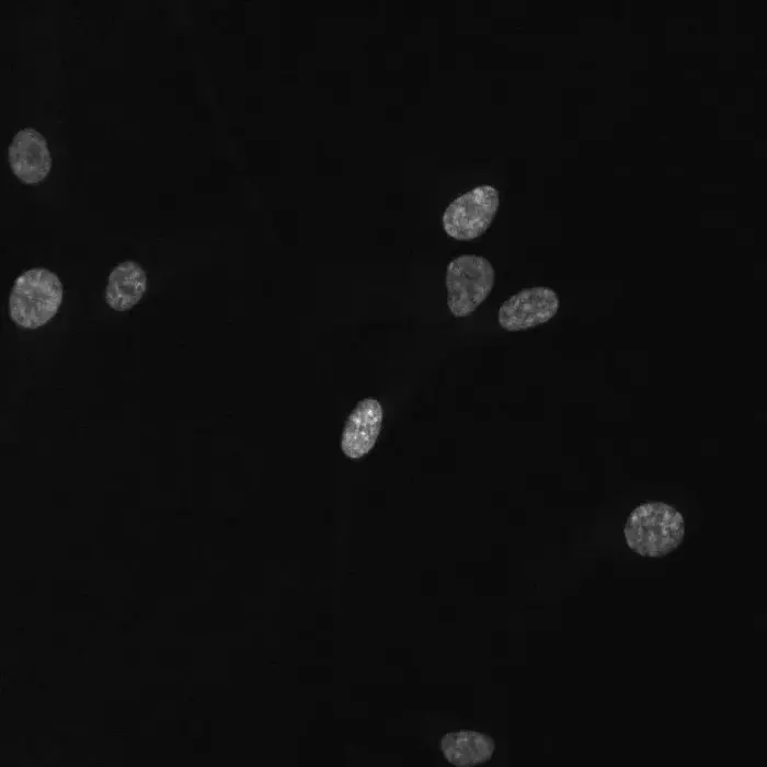 Dividing cells
