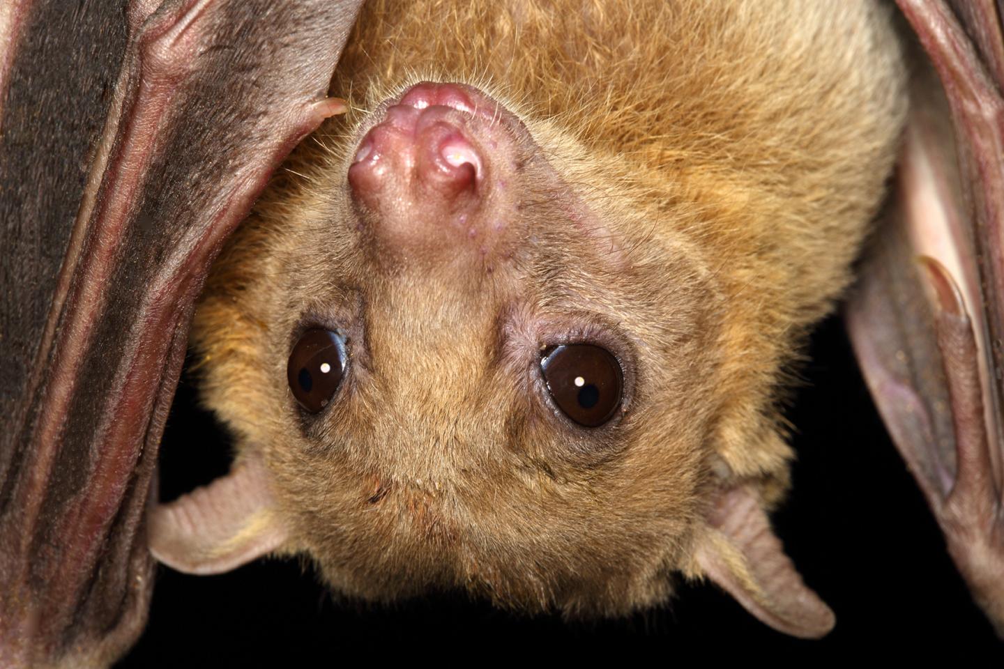Baby Fruit Bats Mimic Mothers' Sounds (3 of 10)