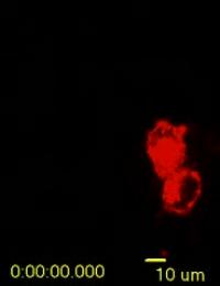 Immune Cells Move in Response to Light